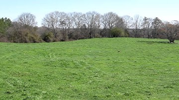 Standard Poodle running a Coursing Ability Test (CAT) AKC