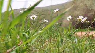 Bence Şimdi Sen De Herkes Gibisin - Harika Bir Şiir Ve Fon
