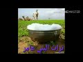 القامه حامد عبدالله