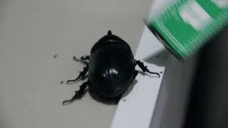 Сoconut rhinoceros beetle (Oryctes rhinoceros) Кокосовый жук носорог