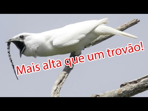 Vídeo: Qual Pássaro Canta Com Sua Cauda