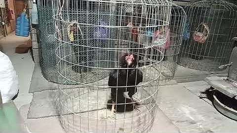 Qaib 4538 12-16-2025