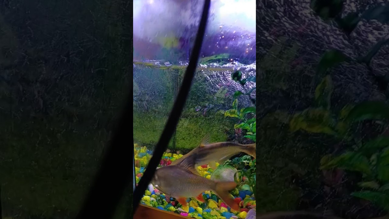 #aquarium #fishtank #fish 🐠🐠🐟🐟😘🥰🥰😍🙏🙏