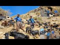 Epic real nomadic life: herding goats on dangerous mountain trails and baking traditional bread