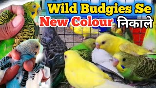 Wild Budgies Se Colourfull Chicks Kaise NIkale | How to Produce Colourfull Budgies | Full Detail