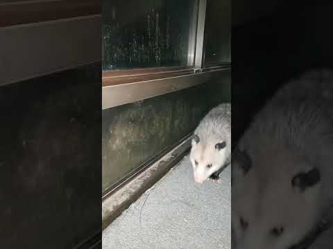 Friendly Opossum