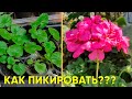 Выращиваем пеларгонию из семян! Пикируем подросшие сеянцы герани!