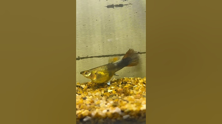 Pez GUPPY Embarazada Pariendo Cría con DIFICULTAD 🐡 #fish #guppy #aquarium #pecera #peces #pezguppy