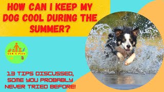 How can I keep my dog cool during the summer? | 13 Practical tips discussed by Gen X Pets 216 views 1 year ago 4 minutes, 15 seconds
