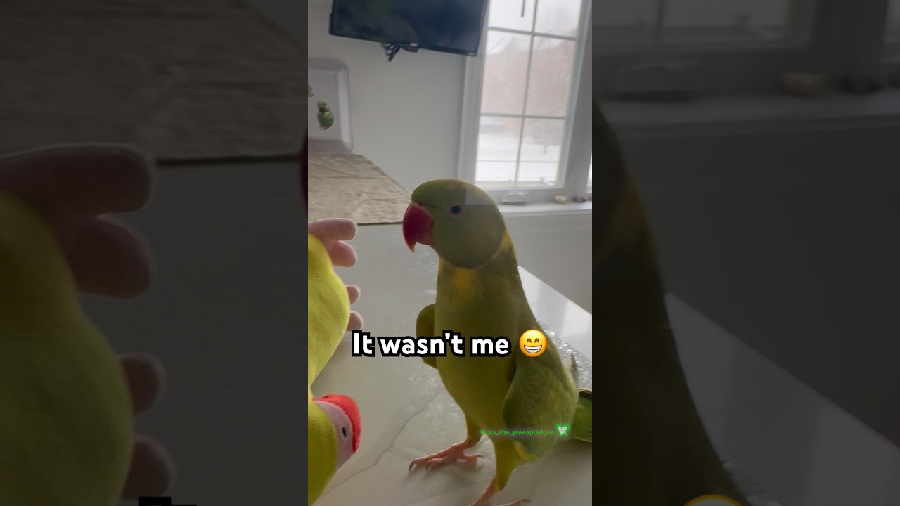 Typical Day with owning a bird lol #birds #parrot #shorts #talkingparot