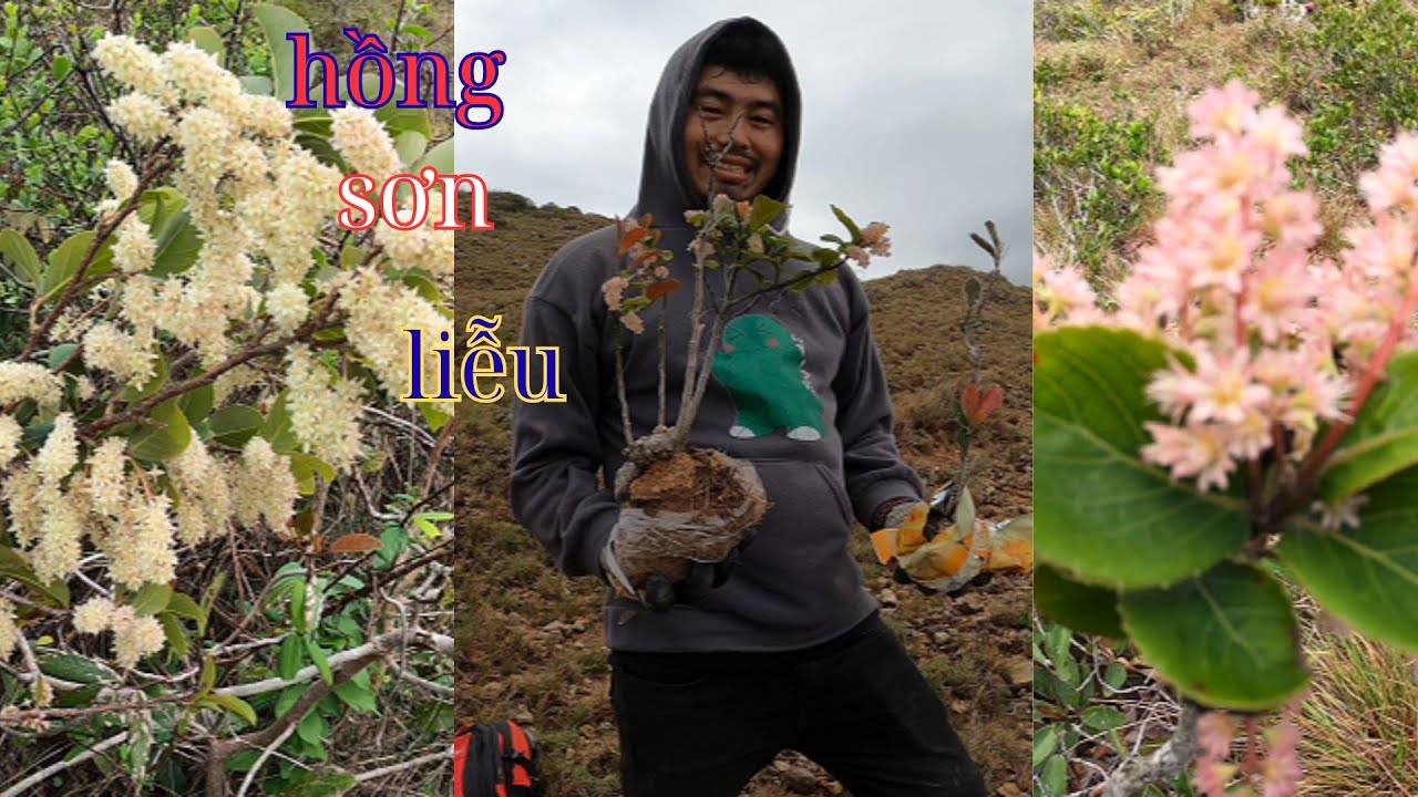 trải nghiệm cuộc chiến với núi đá để khai thác hồng sơn liễu hoa đẹp