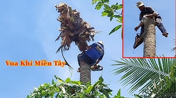 Hồi hộp khi Vua Khỉ (Ba Tùng) khớp khúc cây Dừa (Sawing Coconut tree)