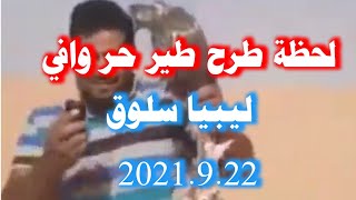 لحظة طرح طير حر فرخ وافي في ليبيا سلوق 2021.9.22 صيد الصقور