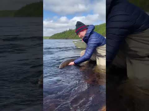 Video: Ponoi jõgi: kirjeldus, lisajõed, looduslikud tingimused, foto