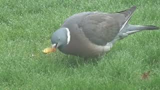 Peter the pigeon 10 eating some left over apple. One of his 5 a day!!! by Boro Adventure 1,520 views 2 months ago 1 minute, 9 seconds