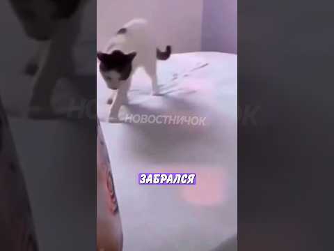🤣 Вредный кот испортил романтический вечер! | Новостничок