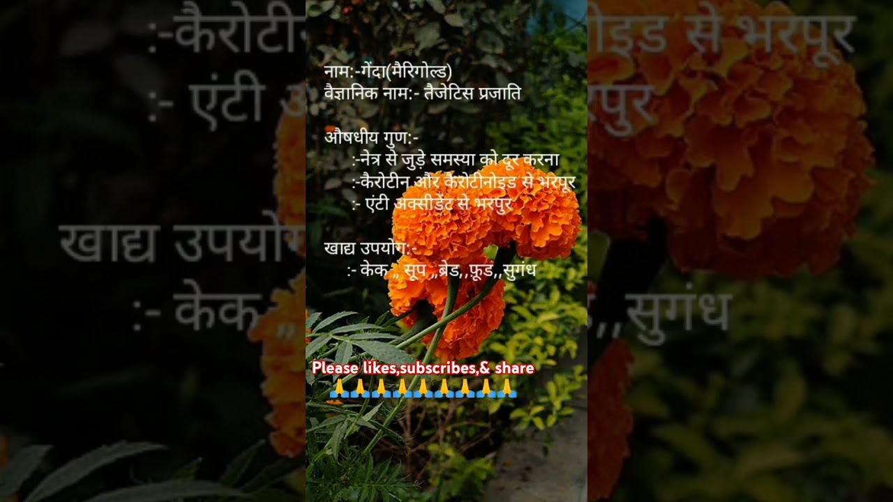 The Healing Powers of Marigold Flowers#