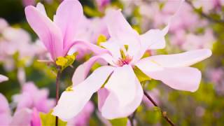 Tears that collapse like aurora raindrops of sunlight - Ambient, Calming, Inspirational