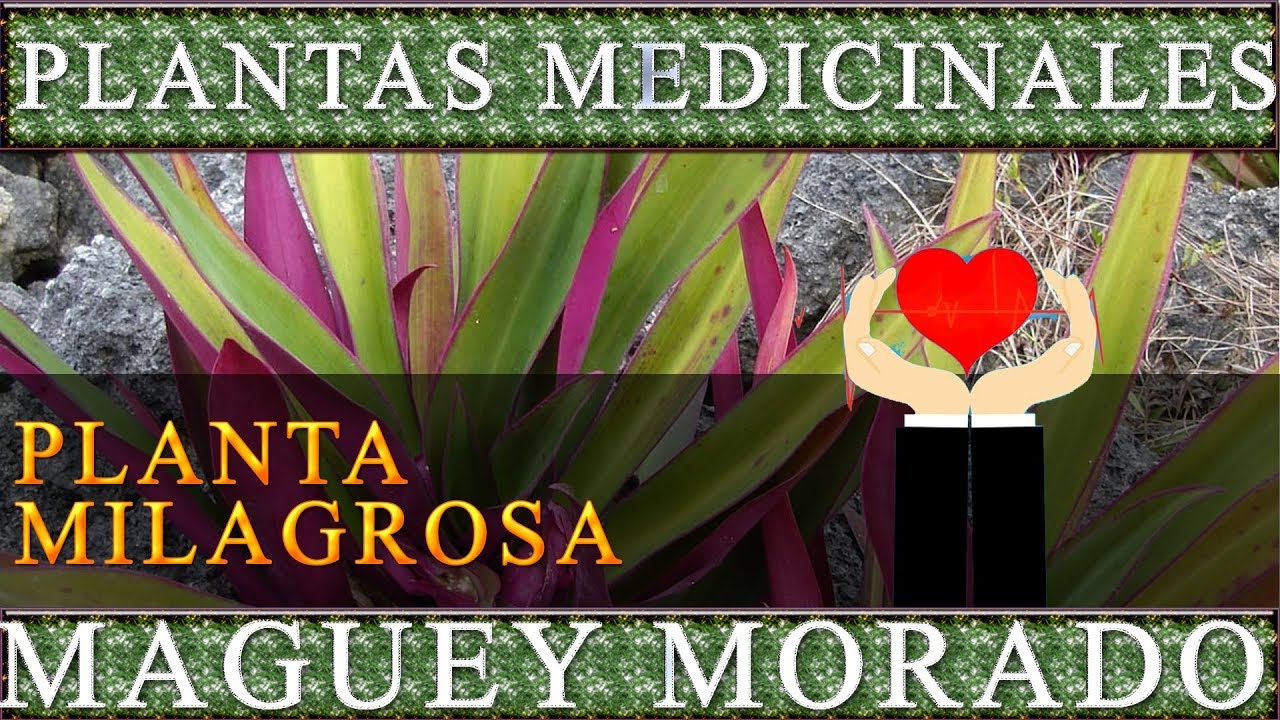 Plantas Medicinales Maguey Morado Propiedades curativas y beneficios