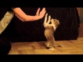 Today's paw work excercises- clicker dog training tricks Today's paw work excercises- clicker dog training tricks