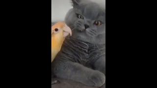 The Funniest Animals 2023 😺🐶 Best Funny Cats and Dogs Videos 😂 by Yuppy Pets 10 views 4 months ago 21 minutes