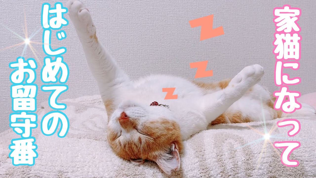 I Left My Former Stray Cat Home Alone for the First Time - YouTube