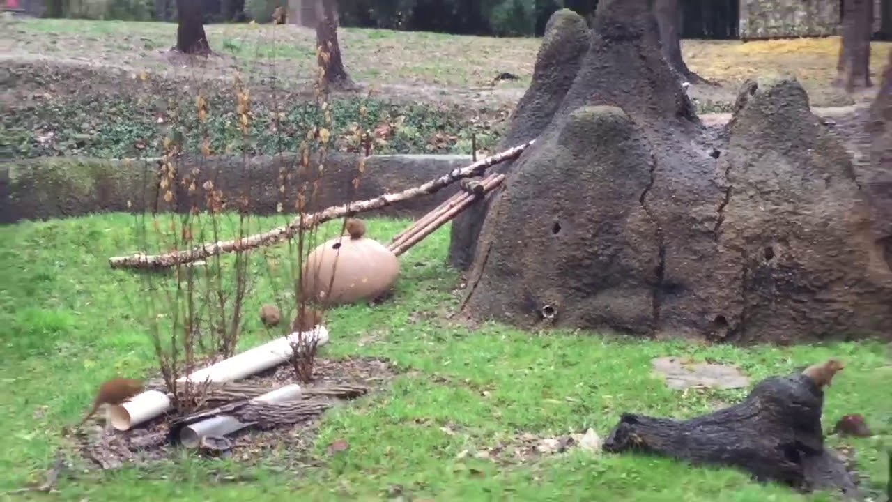 Learn about the dwarf mongoose at the Saint Louis Zoo