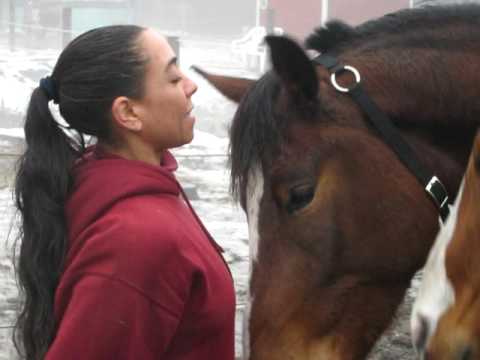 horses-give-lots-of-kisses-too!-(cute-horses)