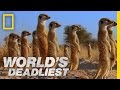 Meerkats mob rule  worlds deadliest