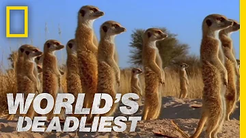 Meerkats' Mob Rule | World's Deadliest