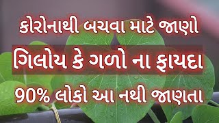 બીમારીથી બચવા ગિલોય/ગળોના આ જોરદાર ફાયદા શુ તમે જાણો છો?-ગળો/ગિલોય ના ફાયદા-Health Benefits of Giloy