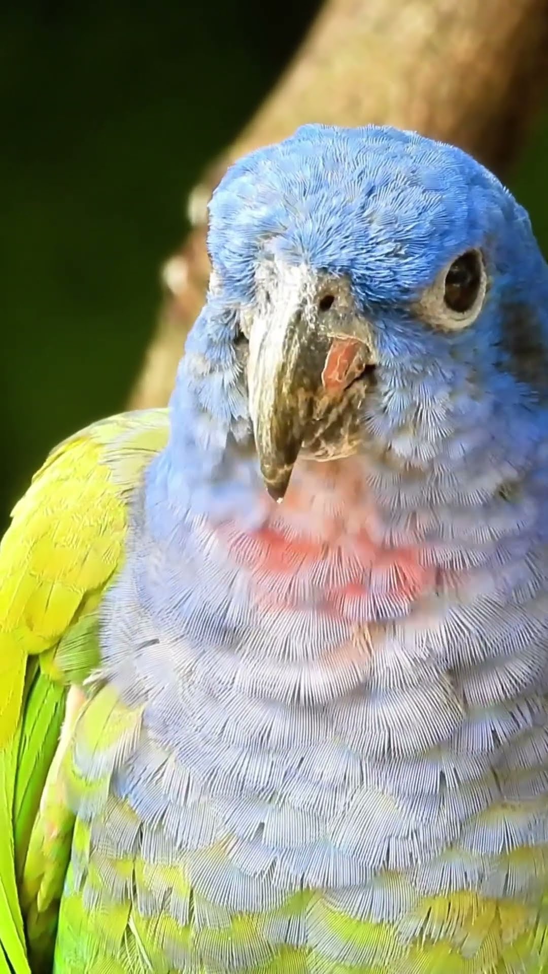 Gorgeous Parrot