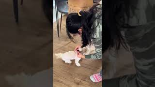 Geoorood makes pet grooming easy #Geoorood #pet #petgroomingvacuum #shorts #cat #dog
