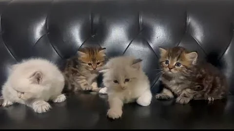 Watch the video about PERSIAN KITTEN FOR SALE IN MUMBAI BOOKING OPEN NOW 8286907014
