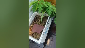 chia sẻ cách chiết cây đu đủ cao thành lùn