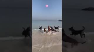 Dogs are playing with a Balloon 🎈on sea beach🌊🌊 Animals Fun Video. #dog #sea #water #game #animal screenshot 5