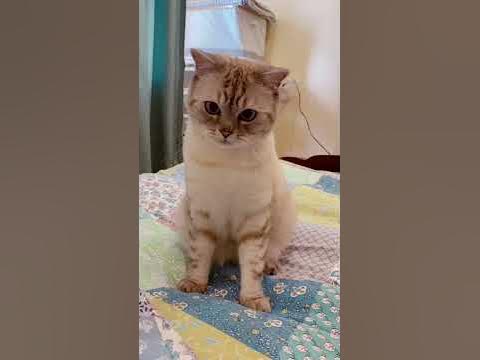 Сколько стоит котик - YouTube