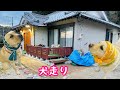 【空き家の古民家DIY】#73イヌバシリ(犬走り準備編)