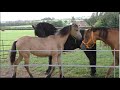 Young Andalusian Filly gets together with a  Friesian & Arabian horse for the first time.