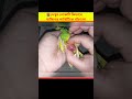 দ খ ন ল কট ক ভ ব প খ ট ক ব চ ল Egg Binding Issue In Budgies Parrot How To Treatment