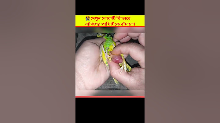 😱 দেখুন লোকটি কিভাবে পাখিটিকে বাঁচালো | Egg binding issue in budgies Parrot - How to treatment