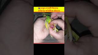 😱 দেখুন লোকটি কিভাবে পাখিটিকে বাঁচালো | Egg binding issue in budgies Parrot - How to treatment screenshot 2