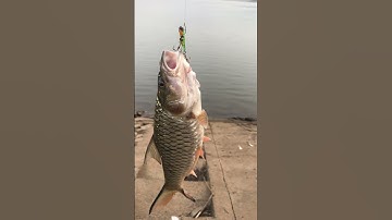 Cá ngựa nam nha mọi người