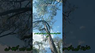 QURAN URDU TRANSLATION #islam #muslimah #youtube #shortvideo