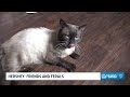 16 To The Rescue: Hershey