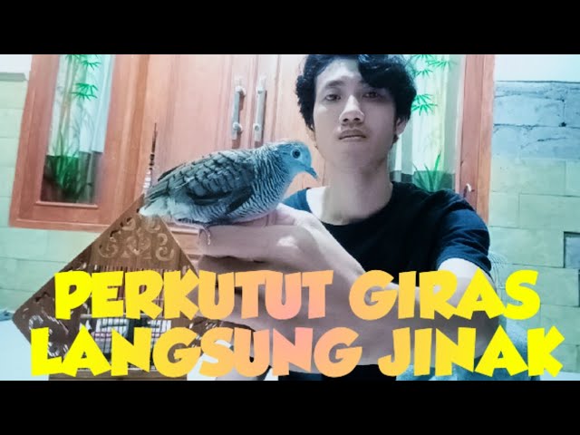 cara menjinakan burung perkutut liar yg baru dapet di ombyokan class=