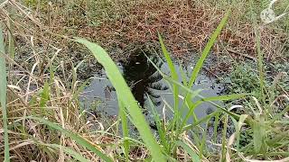 Download Lagu Tempat Sepat Siam yang Tak Terjama MP3