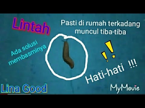 Video: Cara Menghilangkan Lintah (dan Cara Mengelakkannya Dari Tempat Pertama)