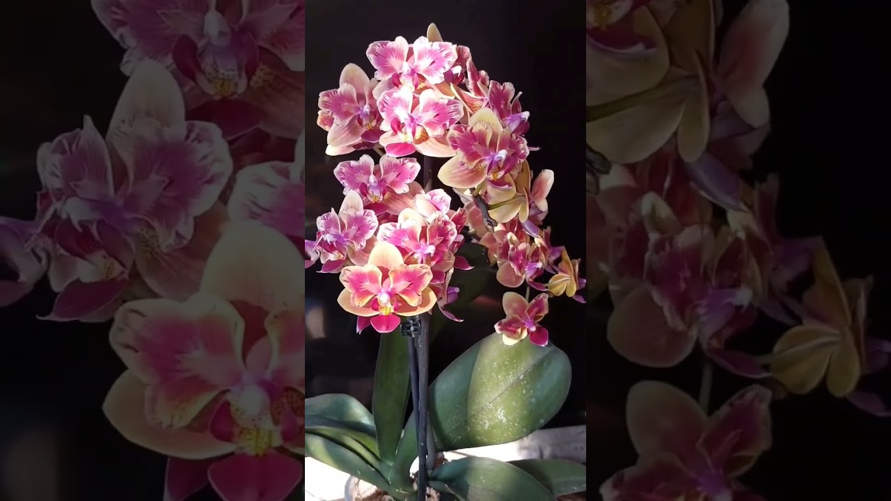 Такое разве бывает???   Sogo Yellowtris 🦋 