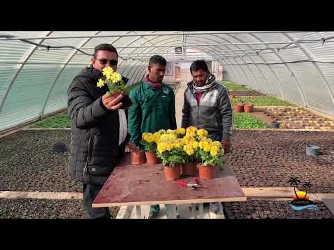 فيديو: كم جالونًا هو وعاء زهور 10 بوصات؟